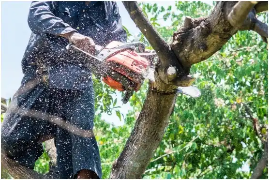 tree services Lacy-Lakeview